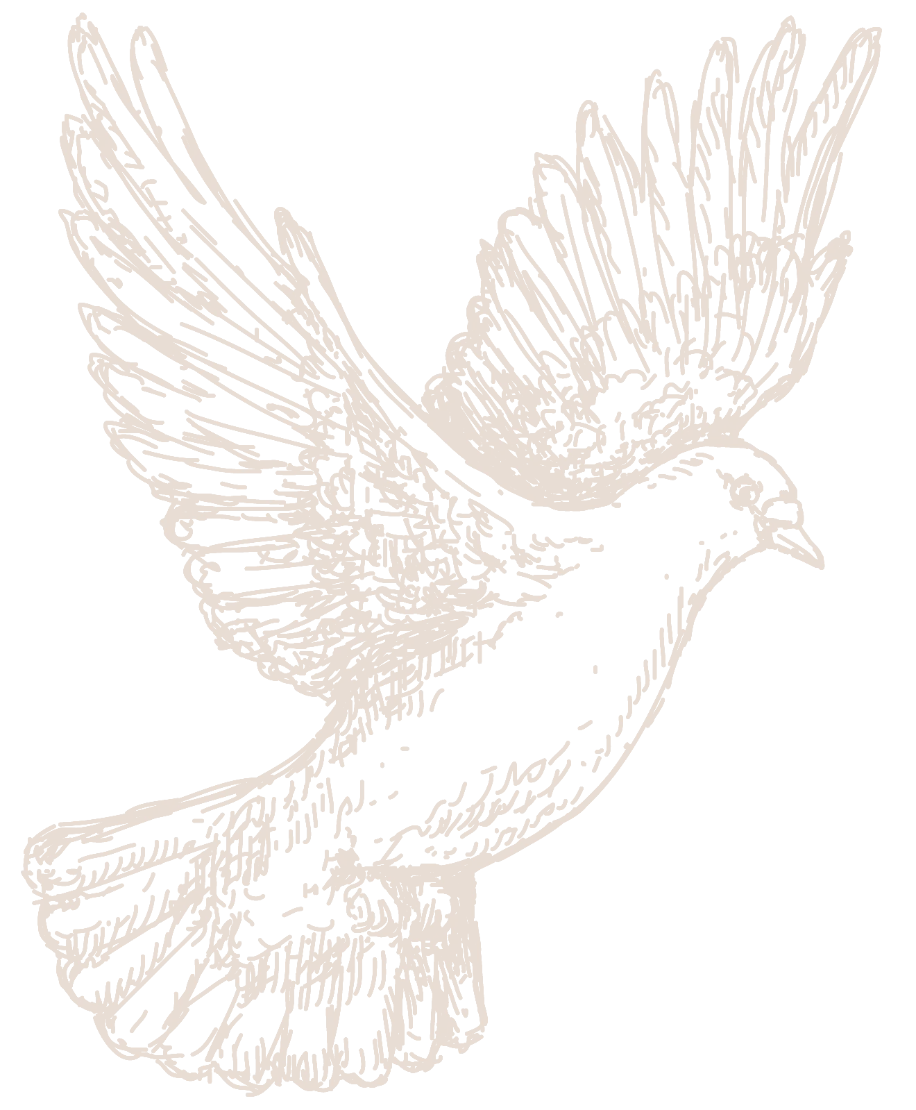 dove copy